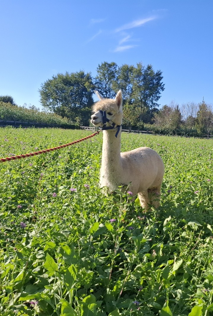 Caricamento immagine in corso