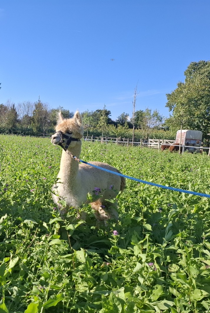 Caricamento immagine in corso